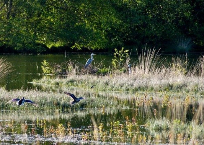 La ruta por Ponte de Lima de este sábado pondrá fin a las caminatas organizadas por A Guarda y Caminha